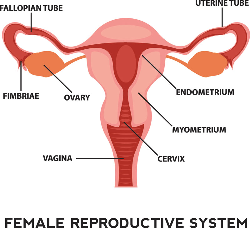 female reproductive system